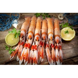 Cigalas Gran Sol -1- 11/15...