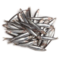 Boquerón entero 50/60