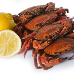 Nécoras cocidas 9/13